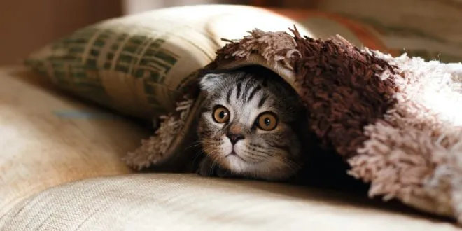 Pet Insurance