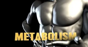 Metabolism