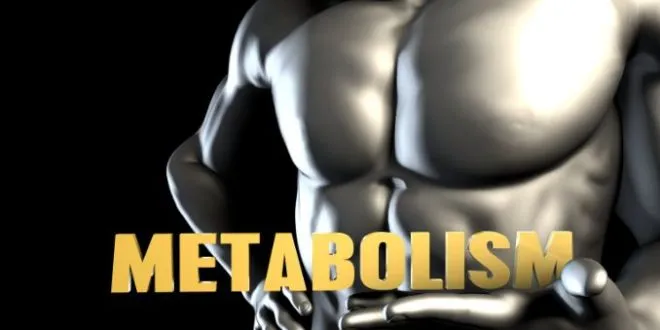 Metabolism