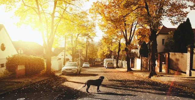 Finding the Perfect Neighborhood