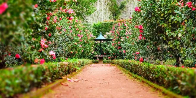 Mistakes To Avoid in Your Garden