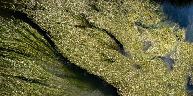Understanding the Different Types of Pond Algae