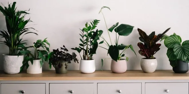 indoor plant pots