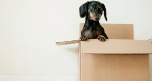 experienced movers