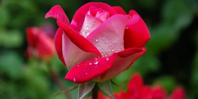 perfect flower arrangement for the mom