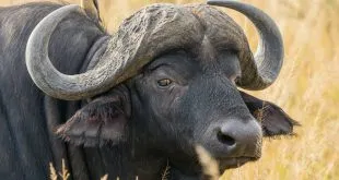 Buffalo
