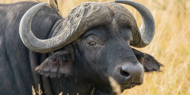 Buffalo