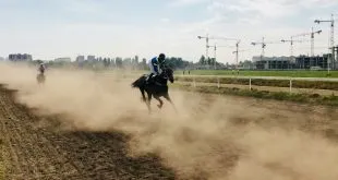 Horse Racing Betting