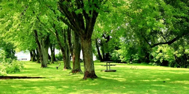 Lawn Care Services