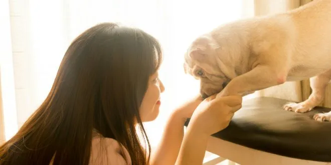 Pet Care