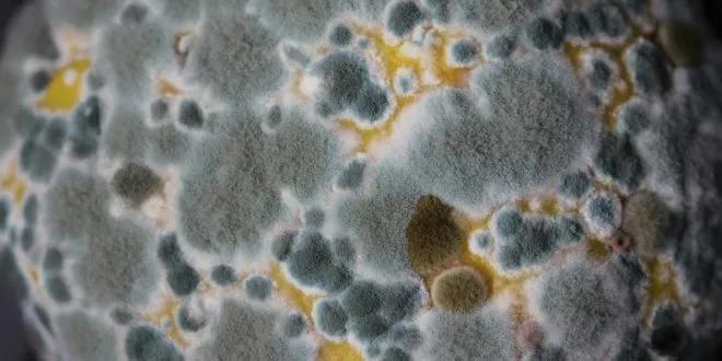 Uncovering the Causes of Attic Mold