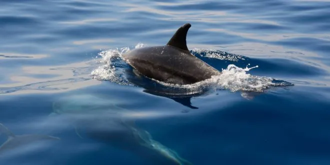 Are Dolphins Mean