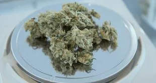 Weed