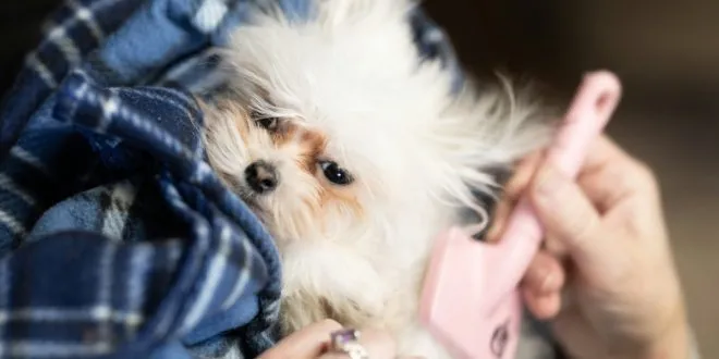Dog Grooming