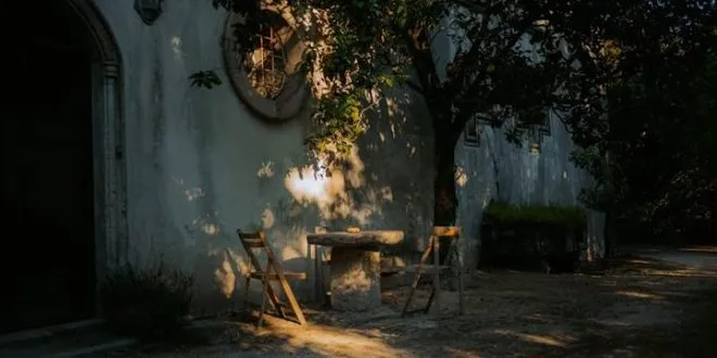 Best Plants for Low-Light Areas