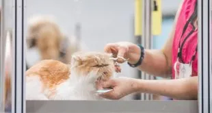 ветеринарная клиника vetcitypets