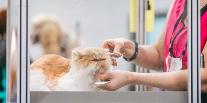 ветеринарная клиника vetcitypets