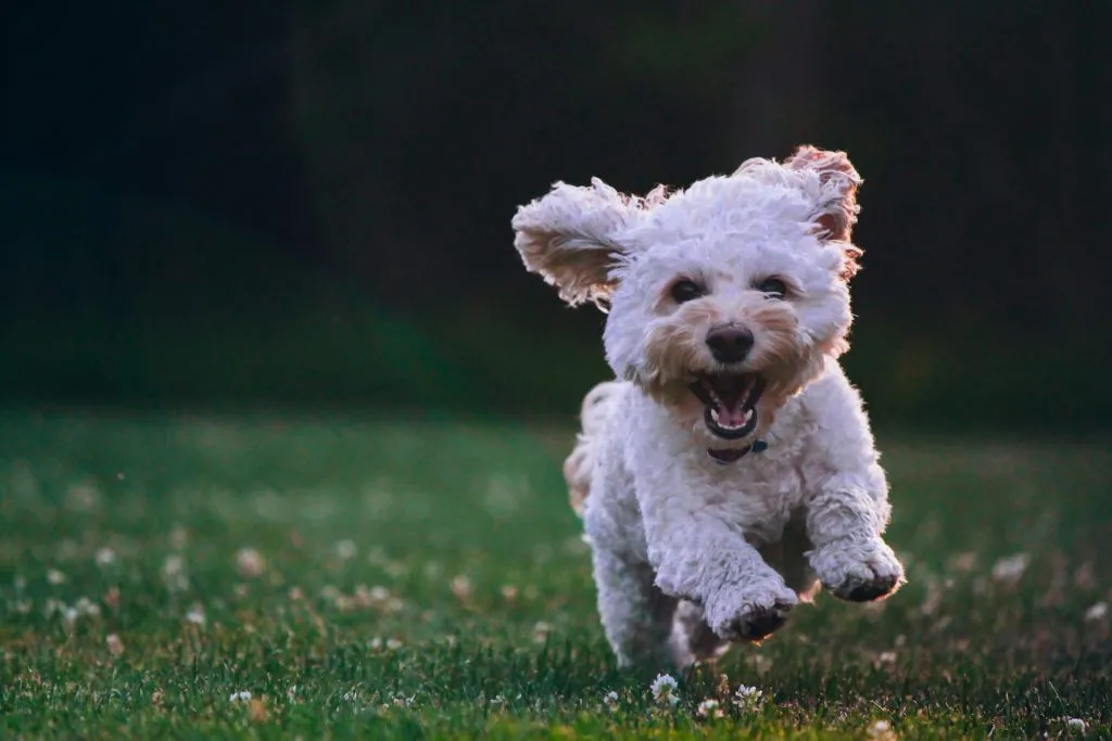 ветеринарная клиника vetcitypets