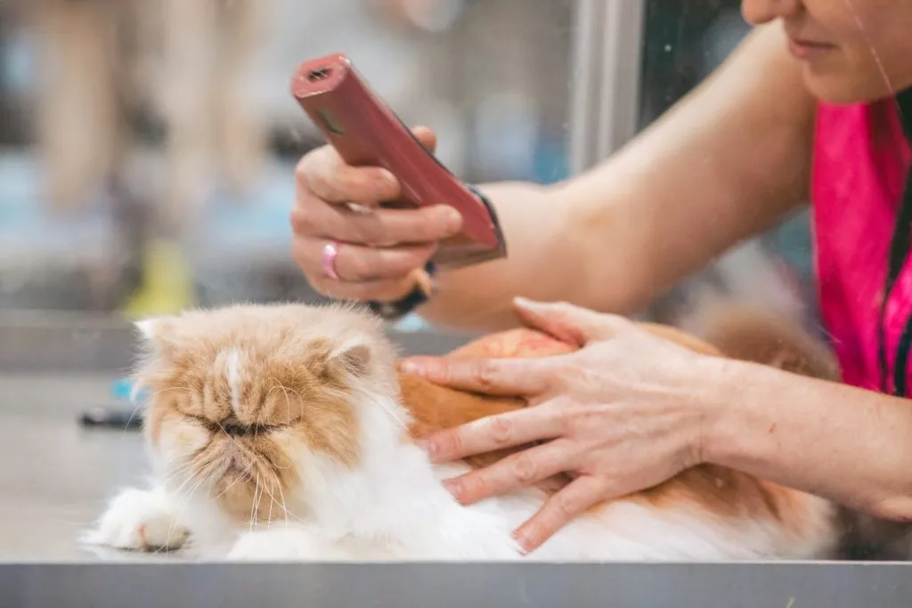 Ветеринарная клиника VetCityPets