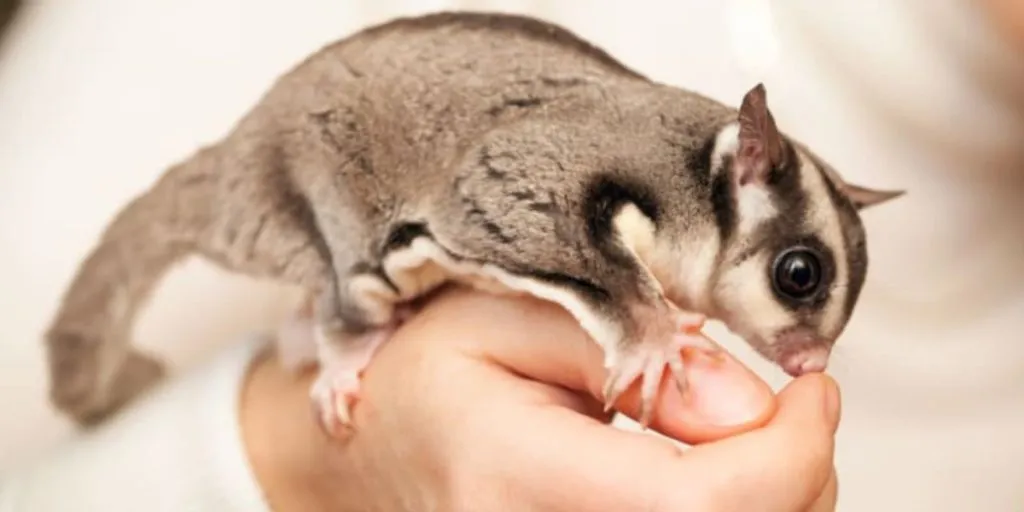 Baby Sugar Glider