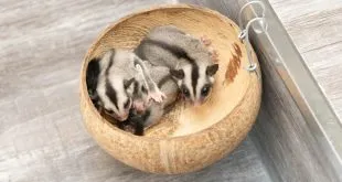 Sugar Glider Price in India