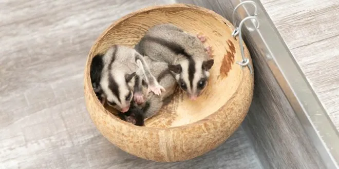 Sugar Glider Price in India