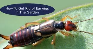 How To Get Rid of Earwigs in The Garden