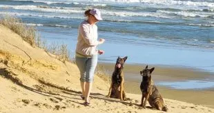 Dog Training