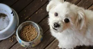 dog food