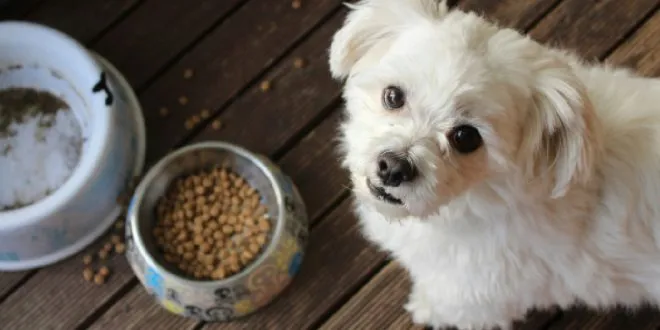 dog food