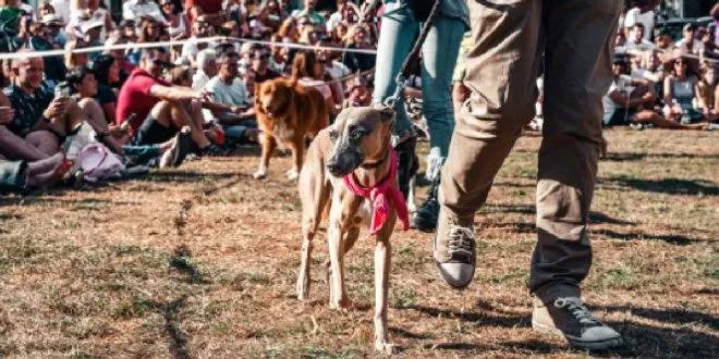 Dog Show