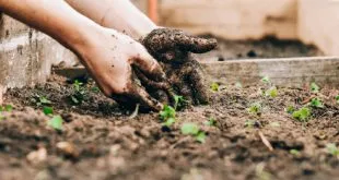 Gardening