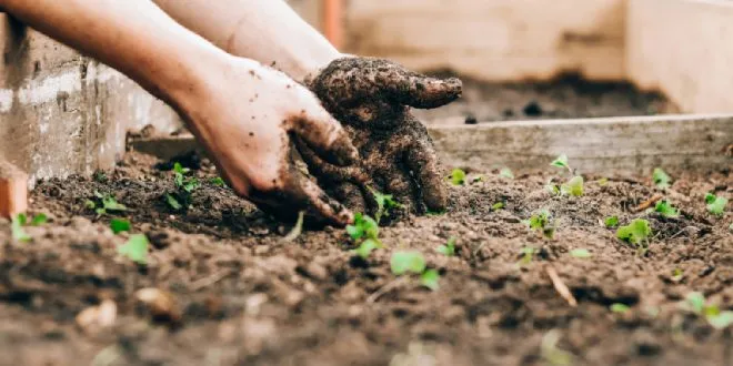 Gardening