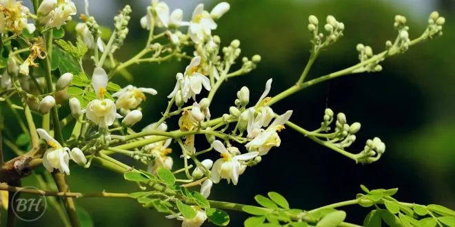 Sajna Tree