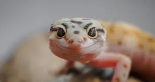 Reptile