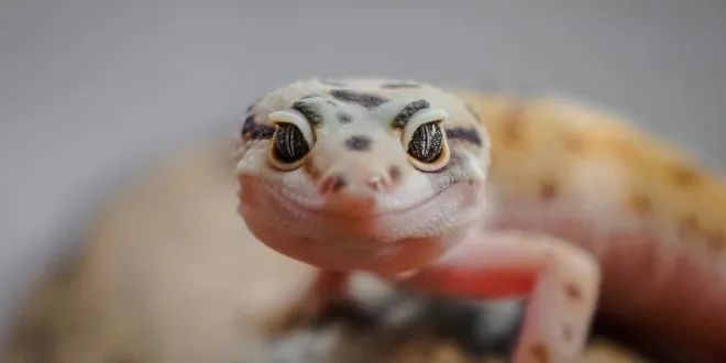 Reptile