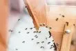 How To Get Rid of Household Pests